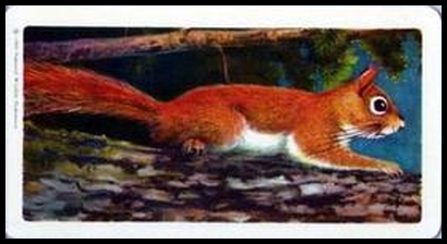 40 Red Squirrel